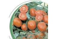 Калиста F1 - томат детерминантный, 1000 семян, Nickerson Zwaan фото, цена
